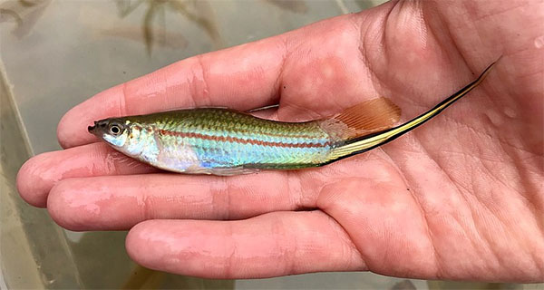 태생열대송사리과(포에킬리아과) Family Poeciliidae(Poeciliids, Livebearers)