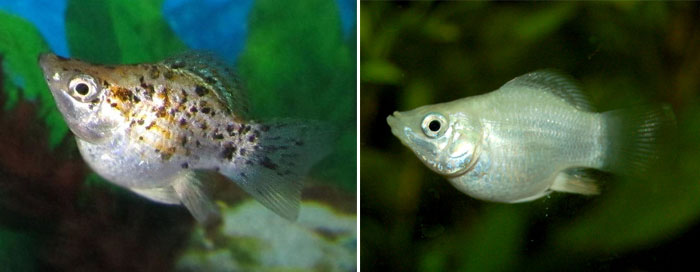 태생열대송사리과(포에킬리아과) Family Poeciliidae(Poeciliids, Livebearers)