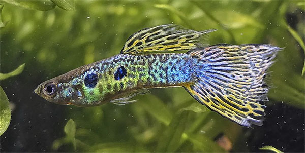 태생열대송사리과(포에킬리아과) Family Poeciliidae(Poeciliids, Livebearers)