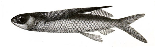 기점날치(Margined flyingfish). Cheilopogon cyanopterus