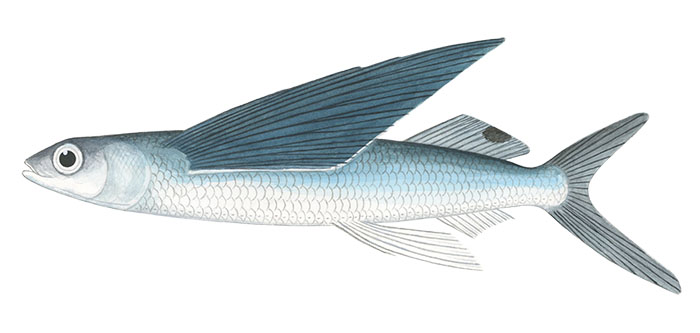 기점날치(Margined flyingfish). Cheilopogon cyanopterus