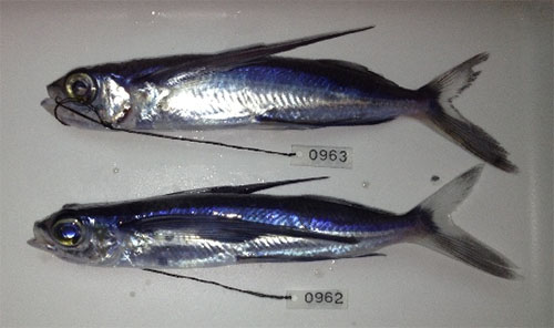 기점날치(Margined flyingfish). Cheilopogon cyanopterus