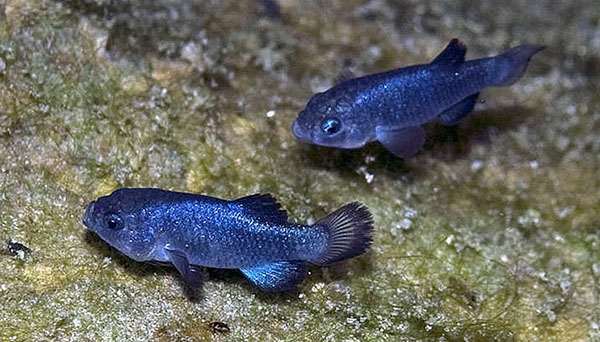 데빌스 홀 펍피시(Devils Hole pupfish). Cyprinodon diabolis