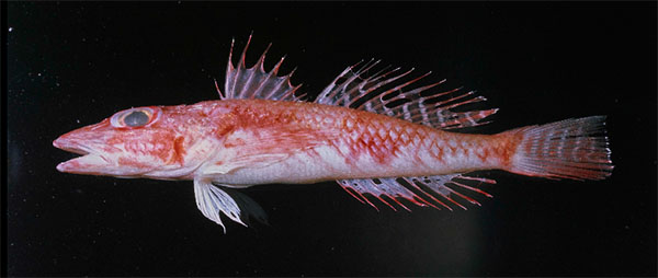 빨간양태과 Family Bembridae