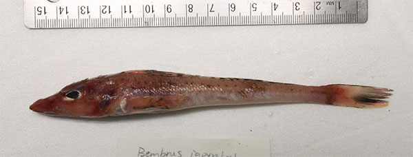 빨간양태과 Family Bembridae