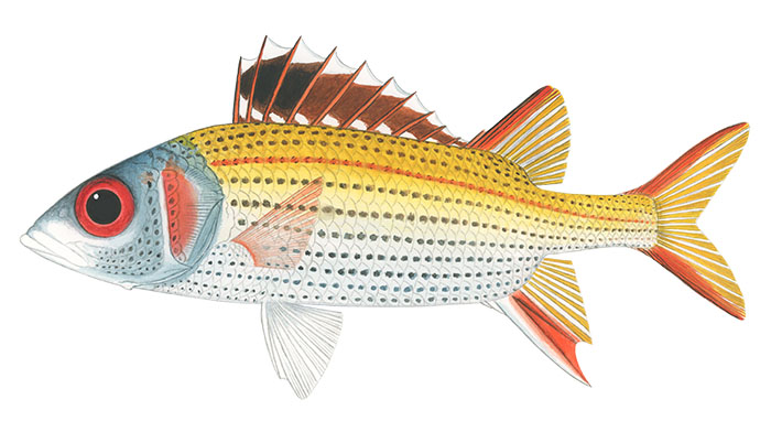 무늬얼게돔(Sammara squirrelfish). Neoniphon sammara