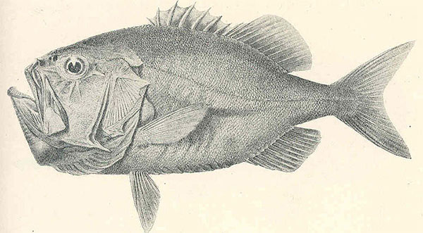 납작금눈돔(Darwin's slimehead). Gephyroberyx darwinii
