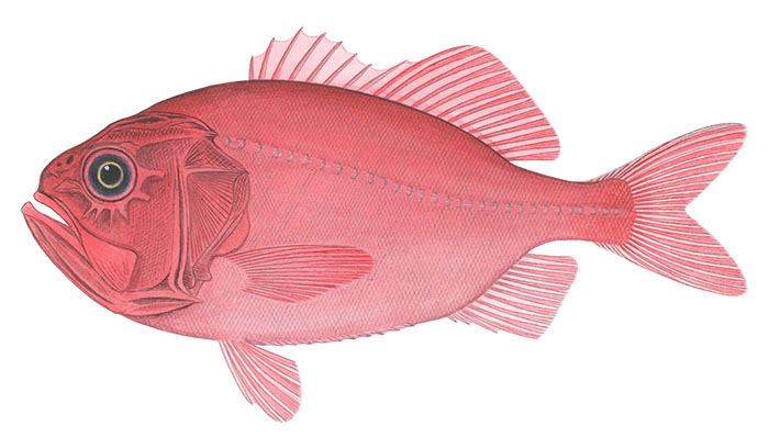 납작금눈돔(Darwin's slimehead). Gephyroberyx darwinii