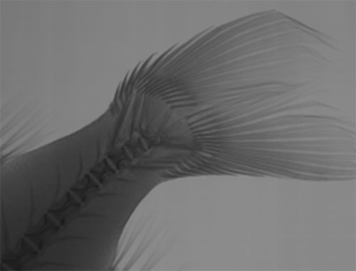 납작금눈돔(Darwin's slimehead). Gephyroberyx darwinii