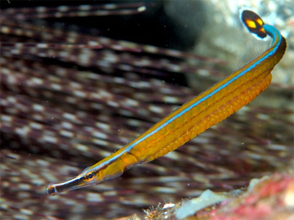 부채꼬리실고기(Honshu pipefish). Doryrhamphus japonicus