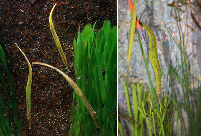 잘피실고기(Alligator Pipefish). Syngnathoides biaculeatus