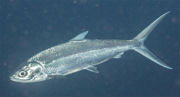 압치목(Gonorynchiformes; milkfishes)