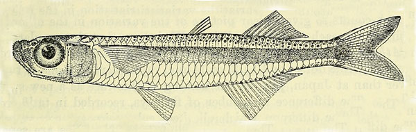 밀멸과 Family Atherionidae(Pricklenose silversides)