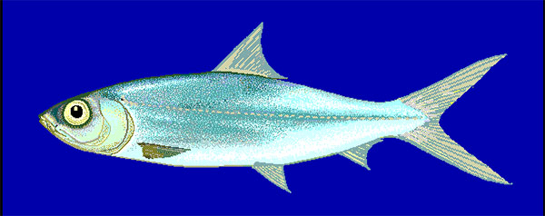 갯농어(Milkfish). Chanos chanos