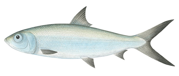 갯농어(Milkfish). Chanos chanos