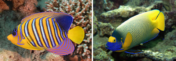 키클리목 Order Cichliformes(cichlids and convict blennies).