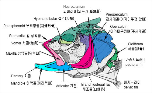 분류학 체계 이해를 위한 도움말 Understanding How Scientifically Cataloguing Fish Names