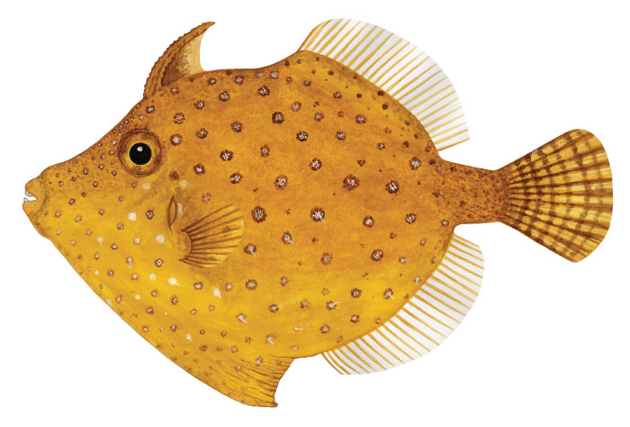 그물코쥐치( Whitespotted pygmy filefish). Rudarius ercodes(Jordan & Fowler