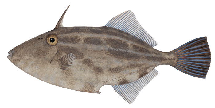 말쥐치 (Black scraper). Thamnaconus modestus (Günther, 1877).