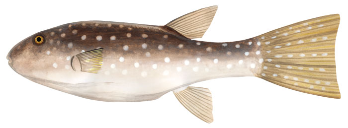 수지복(Prickly puffer). Ephippion guttifer 1831).