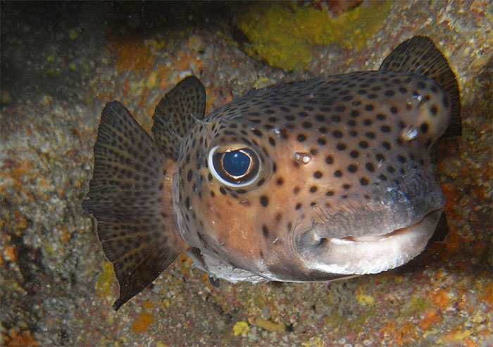 강담복(Spotfin burrfish). Chilomycterus reticulatus