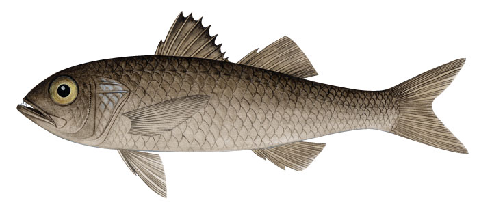 흙무굴치(Black mouth). Synagrops japonicus (Doderlein, 1883).