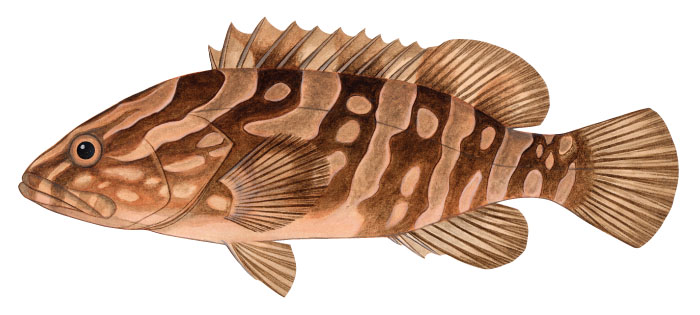 자바리(Longtooth grouper). Epinephelus bruneus(Bloch, 1793).