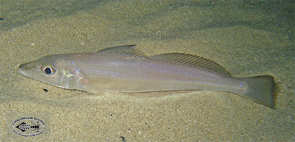 보리멸(Sand smelt). Sillago sihama (Forsskal, 1775).