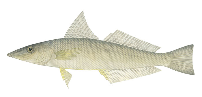 보리멸(Sand smelt). Sillago sihama (Forsskal, 1775).