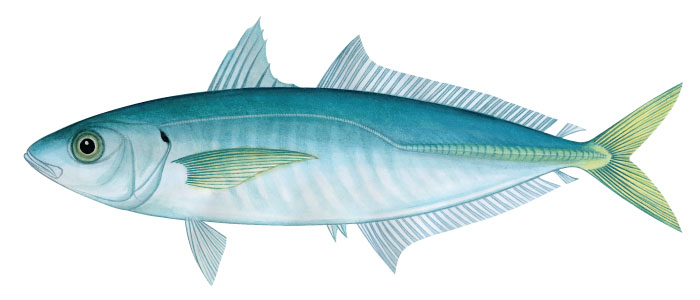 가라지(Japanese scad). Decapterus maruadsi (Temminck & Schlegel, 1843).