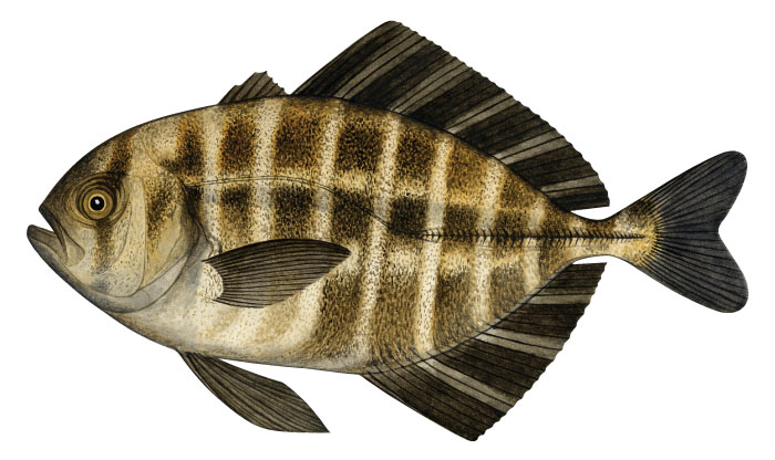 민전갱이(Whitemouth jack). Uraspis helvola (Forster, 1801).