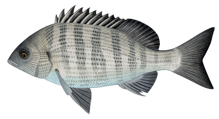 감성돔(Black Black seabream). Acanthopagrus schlegelii (Bleeker, 1854).