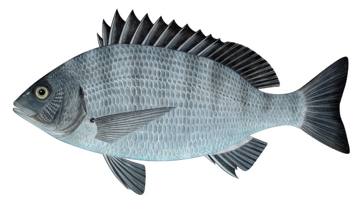 감성돔(Black Black seabream). Acanthopagrus schlegelii (Bleeker, 1854).