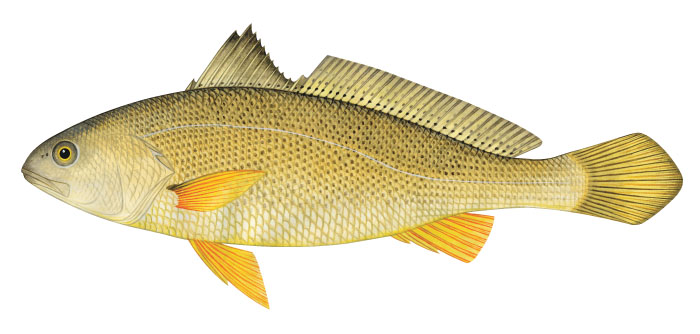수조기(Yellow drum). Nibea albiflora (Richardson, 1846).
