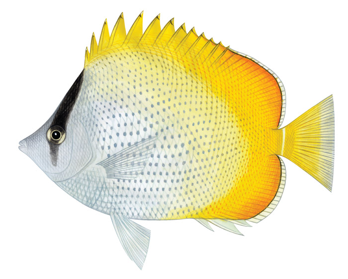 옐로림드 버터플라이피쉬(Yellowrimmed butterflyfish). Chaetodon guentheri(Ahl, 1923).