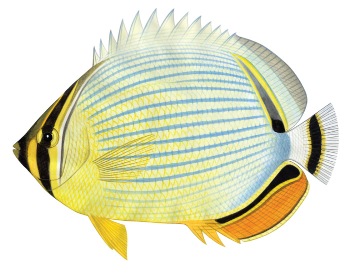 레드핀 버터플라이피쉬(Redfin butterflyfish). Chaetodon lunulatus(Quoy & Gaimard