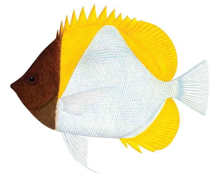 피라미드 버터플라이피쉬(Pyramid butterflyfish). Hemitaurichthys polylepis(Bleeker