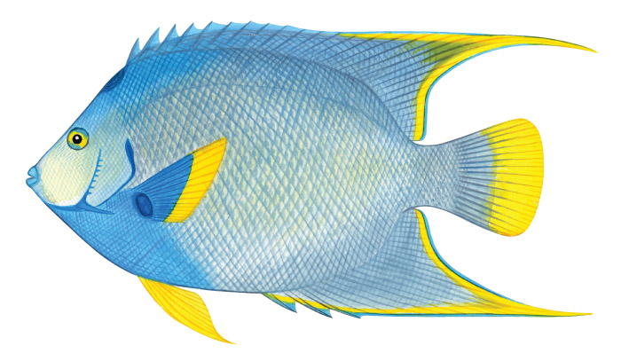 블루 엔젤피시(Blue angelfish). Holacanthus bermudensis(Goode, 1876).