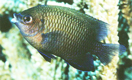 빅립 담셀(Biglip damsel). Cheiloprion labiatus(Day, 1877).