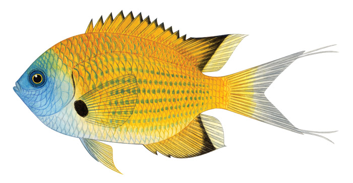 에자일 크로미스(Agile chromis). Chromis agilis(Smith, 1960).