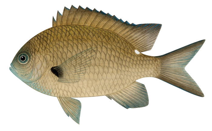 자리돔(Pearlspot chromis). Chromis notata(Temminck & Schlegel, 1843).