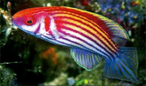 뮤튼트 래스(Mutant wrasse). Conniella apterygia (Allen, 1983).