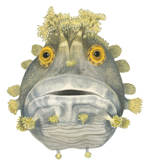 괴도라치(fringed blenny). Chirolophis japonicus (Herzenstein, 1890)