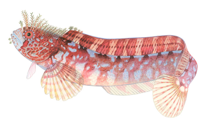 작은괴도라치(no English name). Chirolophis saitone (Jordan & Snyder, 1902)