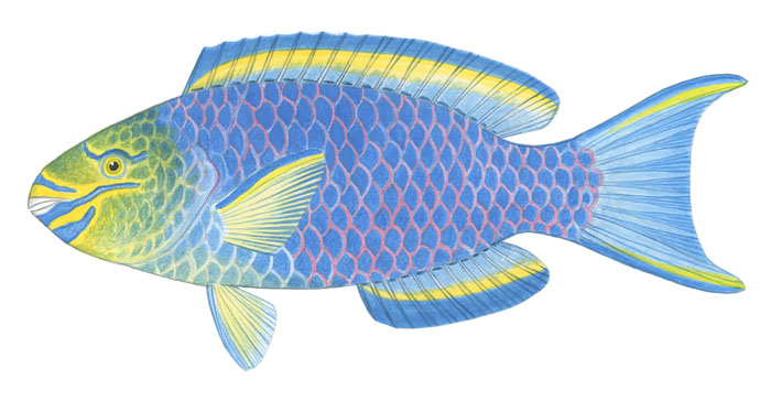 퀸 패롯피시(queen parrotfish). Scarus vetula(Bloch & Schneider,1801)