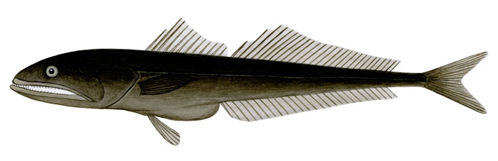 블랙 스왈로워(Black swallower). Chiasmodon niger(Johnson, 1864).