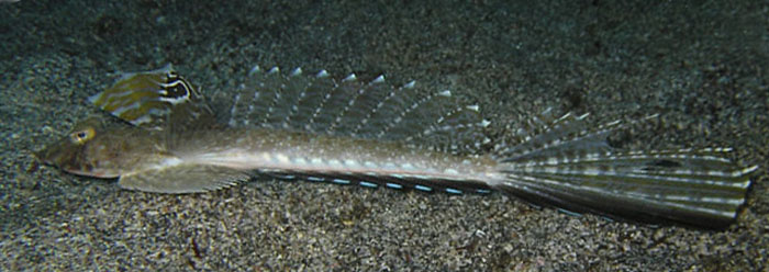 꽁지양태(Japanese longtail Callionymus japonicus(Houttuyn, 1782).