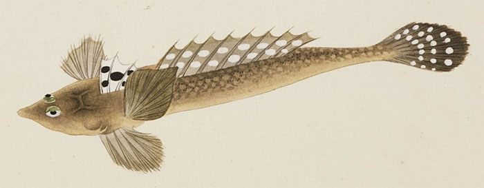 실양태(Valenciennes’ Callionymus valenciennei(Temminck