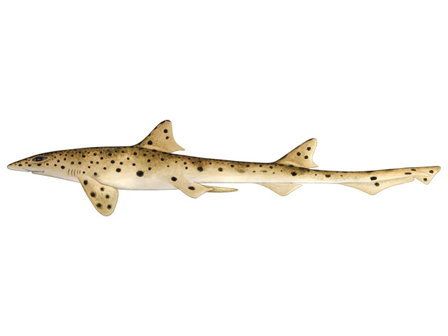 표범상어(Graceful catshark)