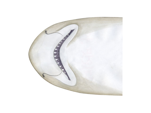 머리의 복면(Ventral view of headGraceful catshark)